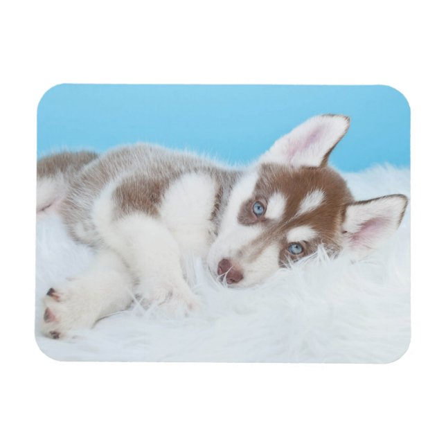 Little Husky Puppy Laying on a Blanket Magnet (Horizontal)