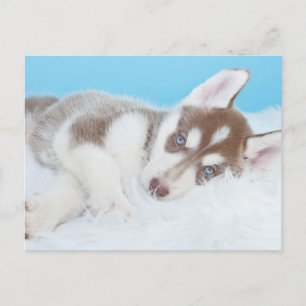 Little Husky Puppy Laying on a Blanket Postcard