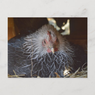 Little Japanese Bantam hen. Postcard