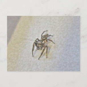 Little Jumping Spider Postcard