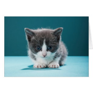 Little Kitten