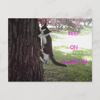 Little Kitten Big Tree Postcard