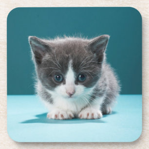Little Kitten Coaster