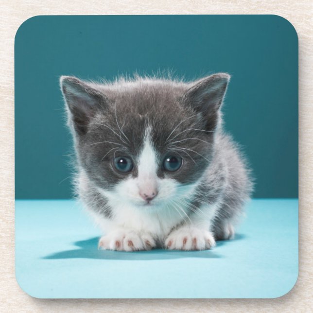 Little Kitten Coaster (Front)
