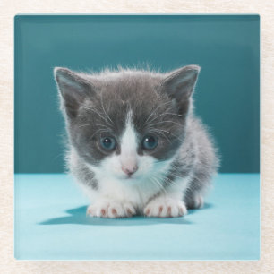 Little Kitten Glass Coaster