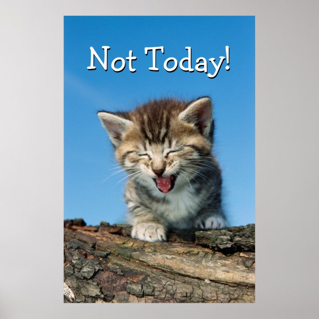 Little Kitten in a Tree Poster (Front)