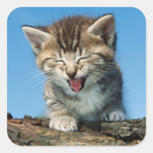 Little Kitten in a Tree Square Sticker