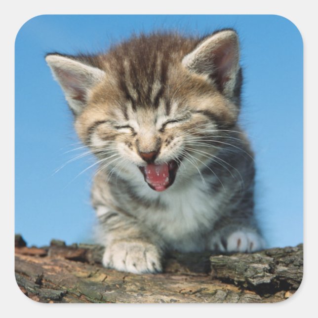 Little Kitten in a Tree Square Sticker (Front)