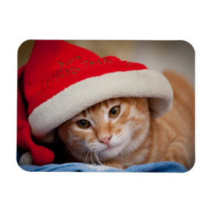 Little Kitten in Red Christmas Hat Magnet