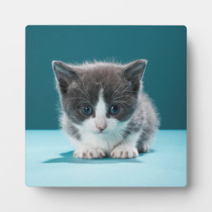 Little Kitten Plaque