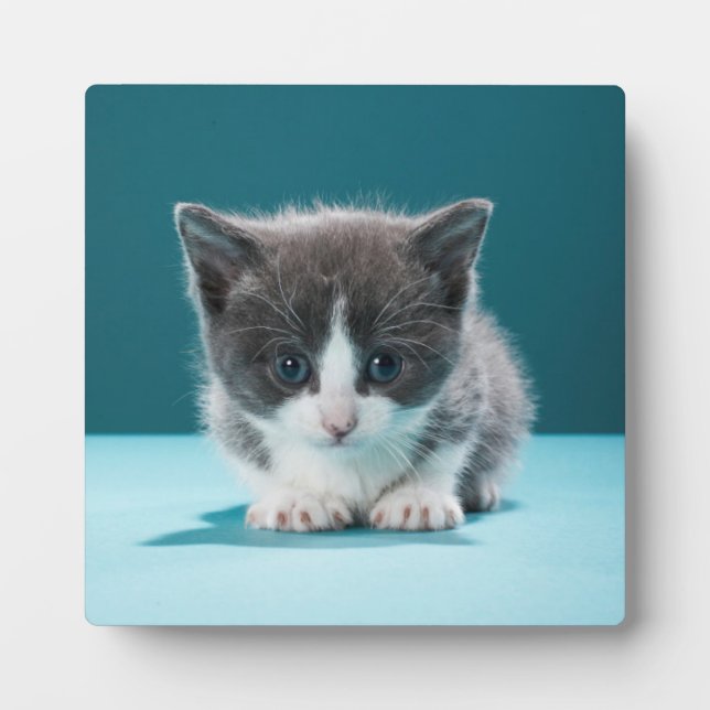 Little Kitten Plaque (Front)