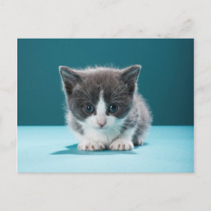 Little Kitten Postcard