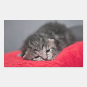 Little kitten rectangular sticker