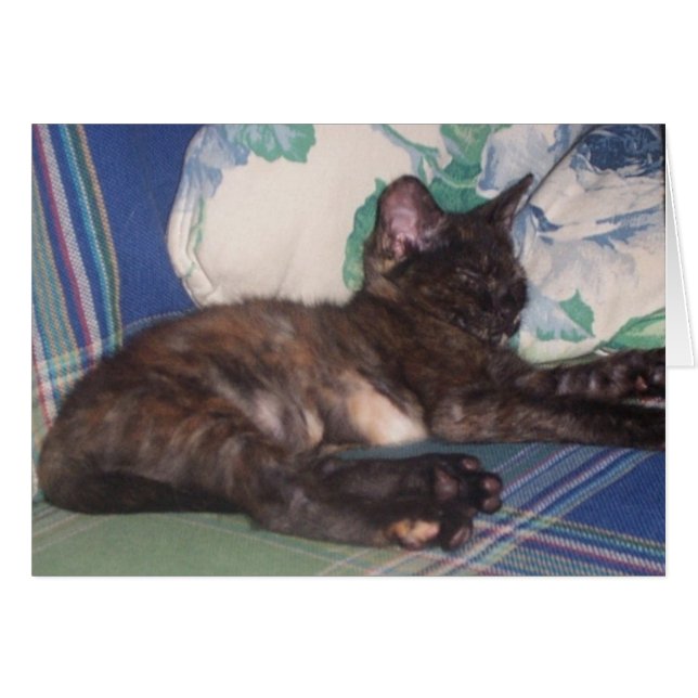 Little Kitty (Front Horizontal)