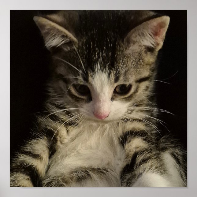 Little kitty poster (Front)