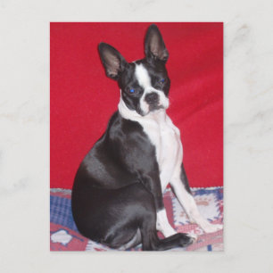 Little Lady Lola bug Postcard