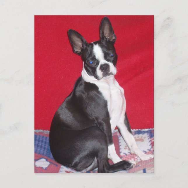 Little Lady Lola bug Postcard (Front)