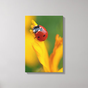 Little Lady on a Flower Canvas Print