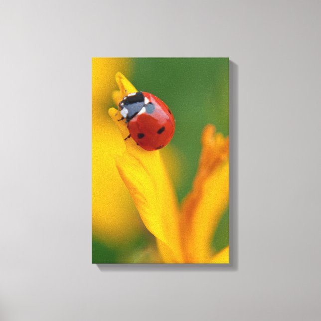 Little Lady on a Flower Canvas Print (Front)