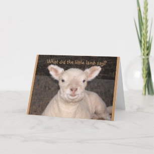 Little Lamb Birthday Card