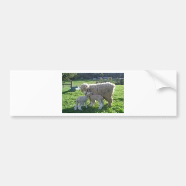 LITTLE LAMB BUMPER STICKER (Front)