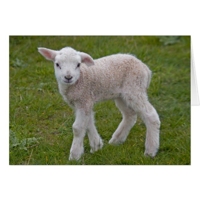Little Lamb Card (Front Horizontal)