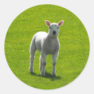 Little Lamb Classic Round Sticker