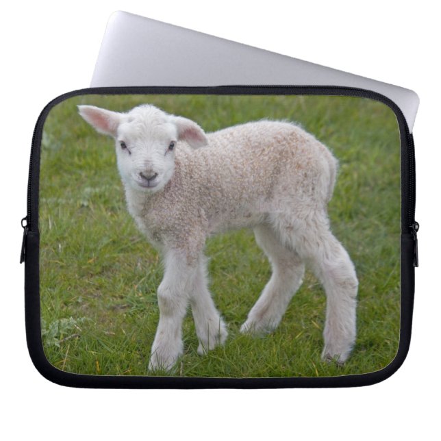 Little Lamb Laptop Sleeve (Front)