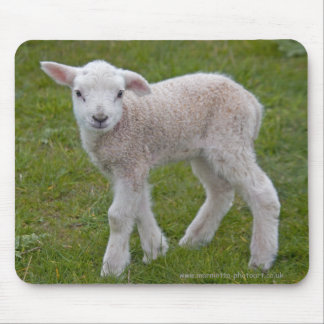 Little Lamb Mousemat