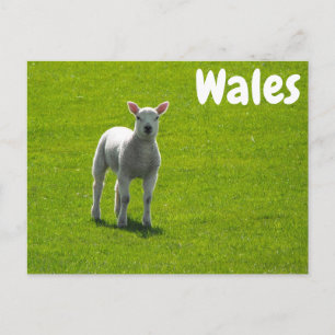 Little Lamb on Green Fields of Wales Postcard