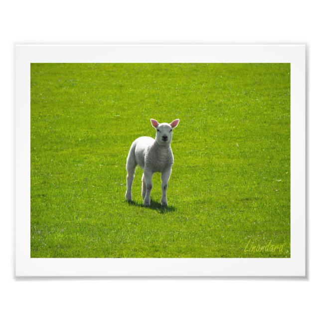 Little Lamb Photo Print (Front)