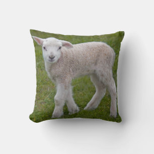Little Lamb Pillow