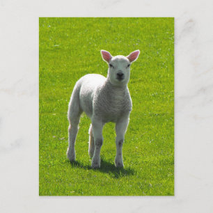 Little Lamb Postcard