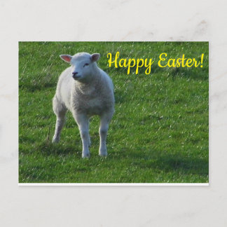 Little Lamb Postcard