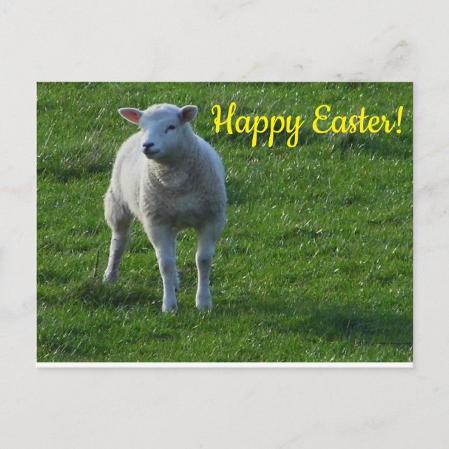 Little Lamb Postcard (Front)