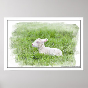 Little Lamb Watercolour Photographic Print