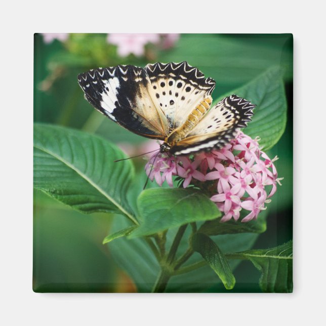 Little Leopard Wings Magnet (Front)
