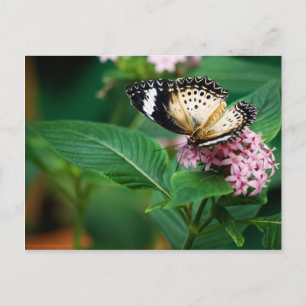 Little Leopard Wings Postcard