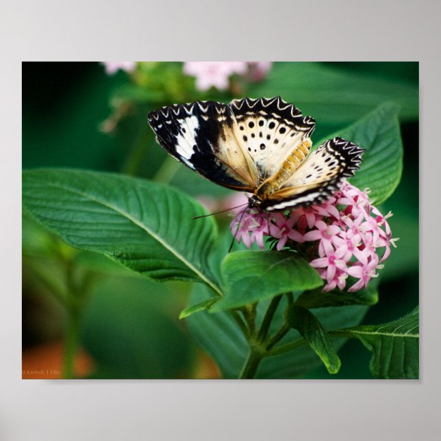 Little Leopard Wings Print (Front)