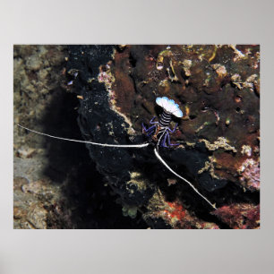 Little Lobster Poster