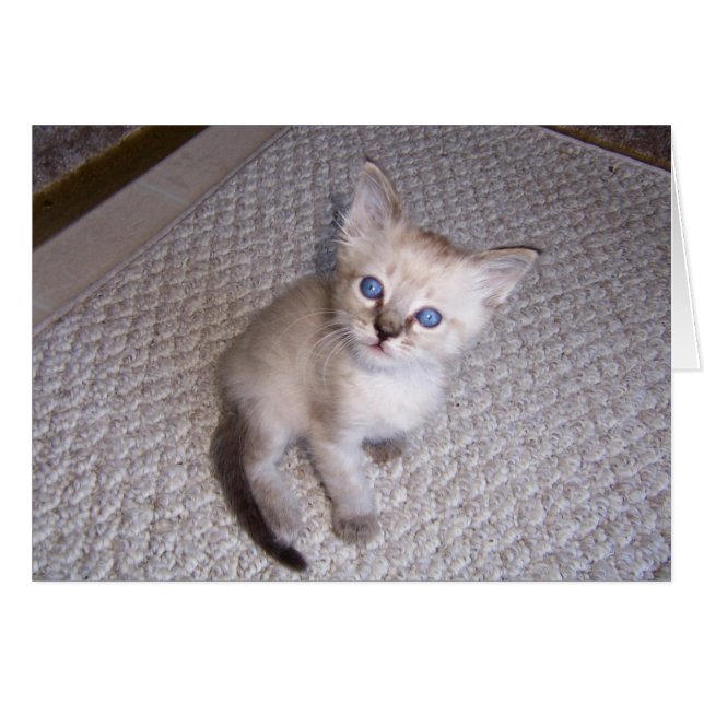 Little Louie Kitten Cat (Front Horizontal)