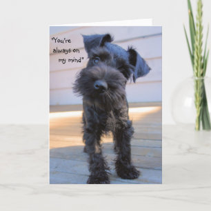 Little Miniature Schnauzer Puppy Greeting Card