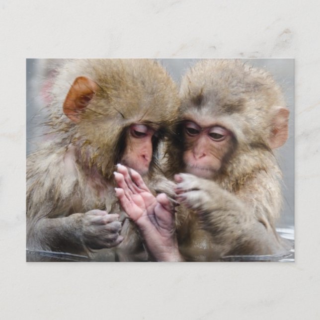 Little Monkeys | Hot Springs, Japan Postcard (Front)