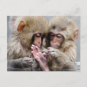 Little Monkeys Hot Springs, Japan Postcard