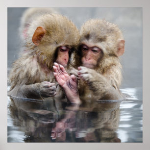 Little Monkeys   Hot Springs, Japan Poster