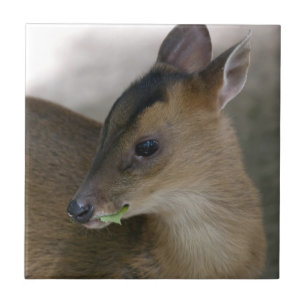 Little Muntjac Tile