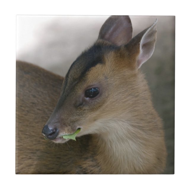 Little Muntjac Tile (Front)