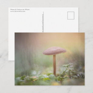 Little Mushroom Nature Photo Postcard