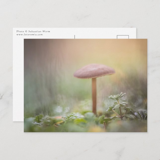 Little Mushroom Nature Photo Postcard (Front/Back)