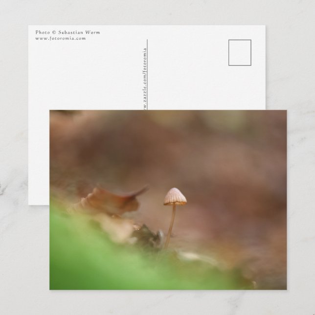 Little Mushroom Photo Postcard (Front/Back)